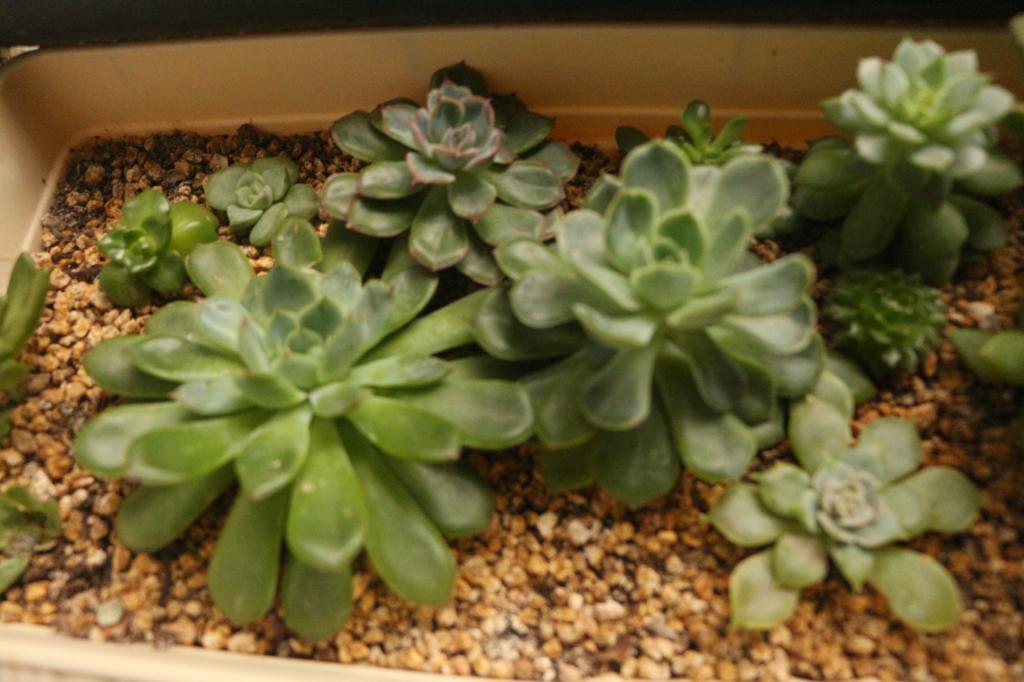 太阳成tyc234cc领导慰问2018届考研学生